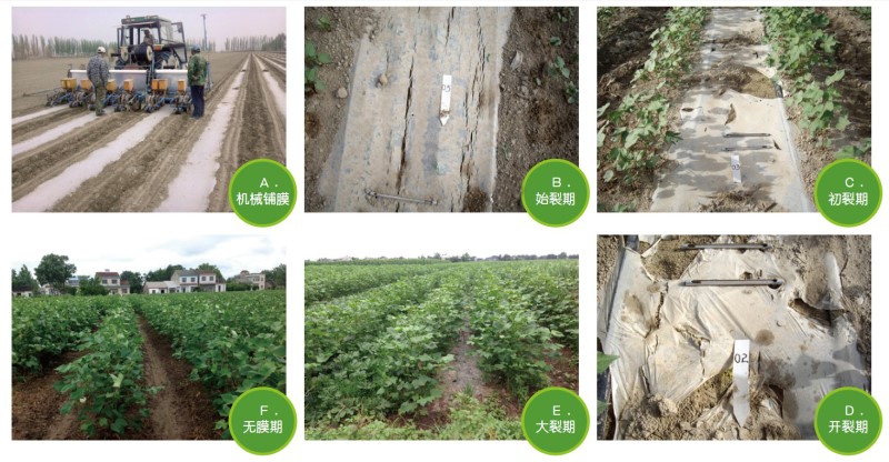 seppa biodegradable Friendly Environmental plastic additive